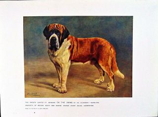 St.  Bernard dog vintage lithograph print by artist Lilian Cheviot circa 1910 2
