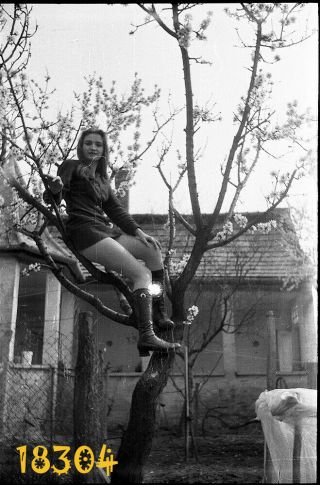 Spring,  Sexy Girl In Mini Clothes Posing On Tree,  Funny,  1970’s Vintage Negative