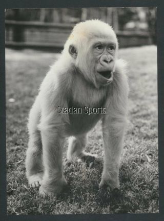 Snowflake The Rare Albino Gorilla - Vintage Rare Press Photo Keystone