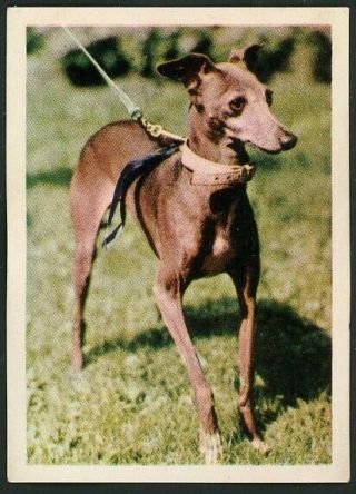 Vintage Tobacco Italian Greyhound Dog Card Spain 1966 Fedora
