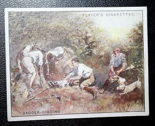 Badger Digging 1930 Vintage Sporting Card Unmounted