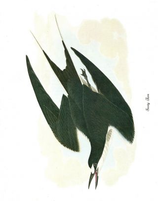1978 Vintage Audubon Birds " Sooty Tern " Gorgeous Color Jumbo Lithograph