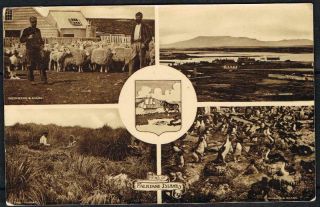 Falkland Islands Vintage Multi View Postcard [stamp Removed]