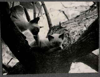 Vintage Photograph 1930s Cute Baby Asian Siamese Cats Kittens Playing Tree Photo