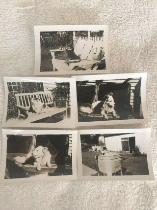 Five Vintage Black And White Dog Photos In Various Poses Outside Including Bath