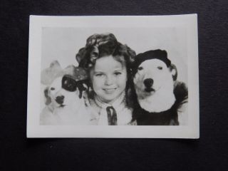 Vintage Shirley Temple And Dogs Mini Candid Photo