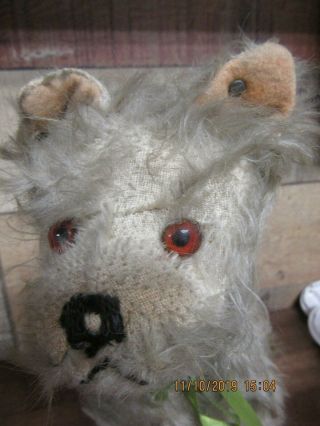 Vintage Steiff Mohair Terrier Dog Straw Stuffed Has Button Rivet On Ear
