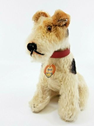 Sitting Steiff Foxy Fox Terrier Dog Toy 14 Cm Button Chesttag 1953 - 55 Glasseyes