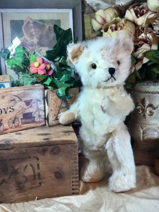 13” Antique 1930s Vintage American Teddy Bear,  Fluffy White Mohair,  Great Muzzle