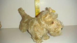 Vintage Steiff Standing Scotty Dog Mohair,  With Tags Swivel Head Us Zone