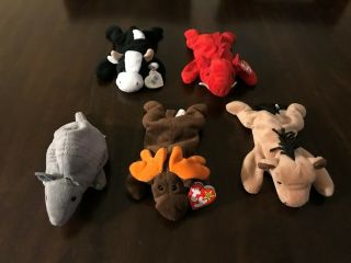 Five Beanie Babies - Grunt,  Chocolate,  Derby,  Tank,  Daisy (3 Have Tags)