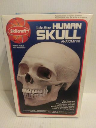 Skilcraft Life - Size Human Skull Anatomy Kit No.  74625