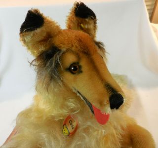 Vintage Large STEIFF Collie Dog w Button & Tags Mohair 1950s 22 