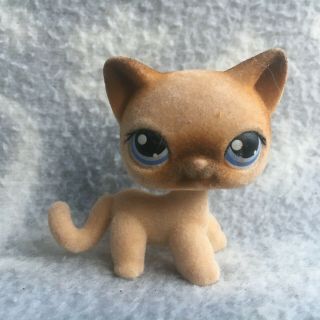 Littlest Pet Shop 318 Brown Fuzzy Siamese Cat Blue Eyes