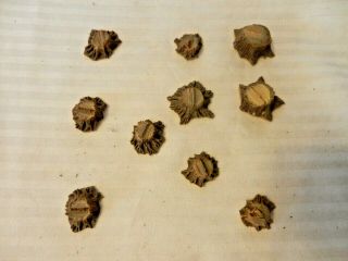 Set Of 10 Ho Scale Resin Tree Stumps,  Very Detailed,  Varied Sizes