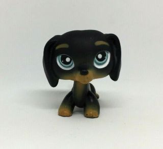 Littlest Pet Shop Black Brown Dachshund Dog Blue Eyes 325 Authentic Lps Hasbro