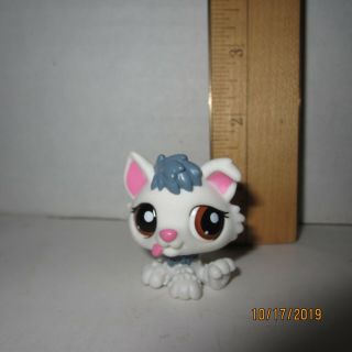 2439 White & Blue Baby Husky Littlest Pet Shop Authentic Dog Hasbro