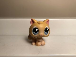 Usa Authentic Hasbro Littlest Pet Shop Lps Orange Kitten Cat Blue Eyes 47