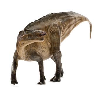 Pnso Shantungosaurus Dinosaur Model Scientific Art Hadrosaurus 15  Figure Box