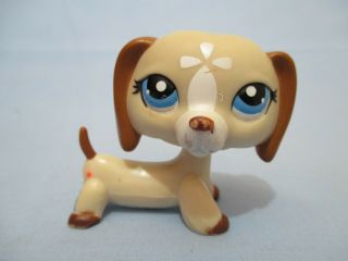 Littlest Pet Shop Dachshund 1491 Puppy Dog Authentic Lps Blemished