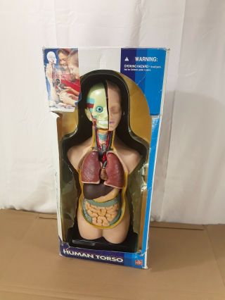 Vintage Edu - Toys Human Torso Anatomical Model Kit Teaching Science