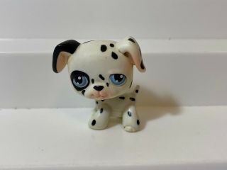 Littlest Pet Shop 44 Dalmatian Dog Black White Puppy Blue Eyes Lps Dalmation