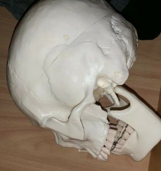Human Anatomy Skull Medical School 2