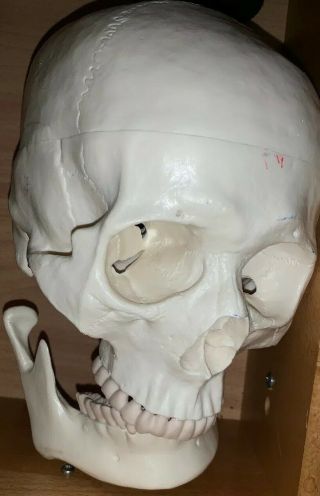 Human Anatomy Skull Medical School 3