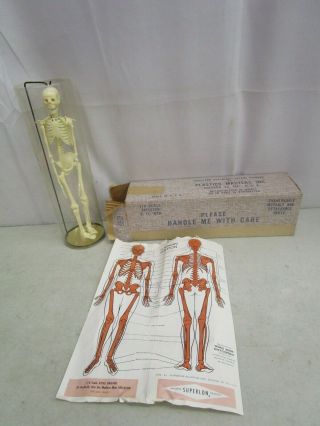 Vintage Plastic Masters Accurate Modern Man Skeleton 1/6 Scale Of 6 