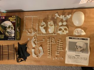 Revell Model Human Skull Glow In The Dark Actual Life Size
