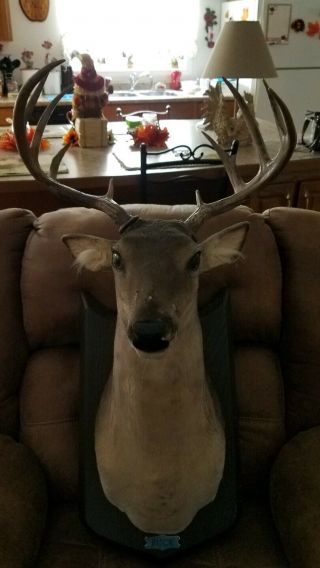Buck Singing Talking Animated Gemmy Deer Head With Antlers & Power Adapter