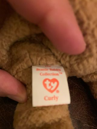 Ty Beanie Babies Curly The Bear Plush - 4052 2