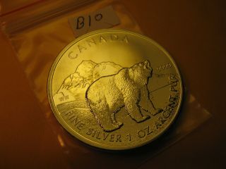 2011 Canada Wildlife Polar Bear 1 Oz Silver $5 Coin Grade Id B10.