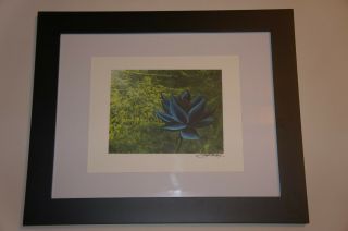 Framed Black Lotus Signed Print By Christopher Rush