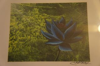 Framed Black Lotus Signed Print by Christopher Rush 2